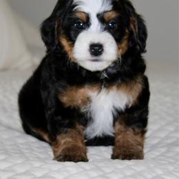 Ollie - Tri-color male Bernedoodle puppy in Apple Creek, Ohio from Cuddle Paws