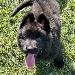 Border Collie and German Shepherd Puppies from Von Guadachi German Shepherds & Audacity Border Collies