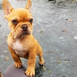 French Bulldog Puppies from Toley's French Bulldogs