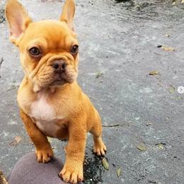 French Bulldog Puppies from Toley's French Bulldogs