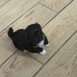 Preston - Black and white male Havanese puppy in Caldwell, Idaho from Revistio Havanese & Bergamasco Sheepdogs