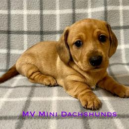 Amber - Dapple female Dachshund puppy in Carlsbad, Texas from MV Mini Dachshunds