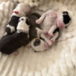 Sheepadoodle Puppies from Sadies Sheepadoodles