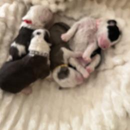 Sheepadoodle Puppies from Sadies Sheepadoodles