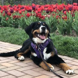 Bernese Mountain Dog Puppies from Cole Shanholtz's Bernese Mountain Dogs