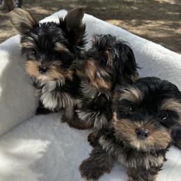 Yorkshire Terrier puppies from Lavish Yorkies
