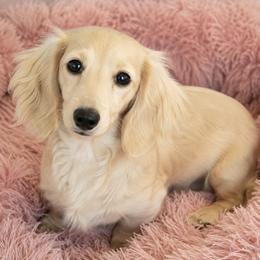 Florencsha - Dachshund