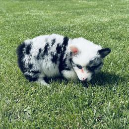 American Corgi, Dachshund, and Pembroke Welsh Corgi Puppies from Seven B Corgis & Doxies