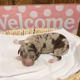Girl 3 - Red merle female Aussiedoodle puppy in Lavonia, Georgia from H & A Kennels