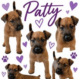 Girl 3 - Red female Irish Terrier puppy in Austin, Texas from ATX Irish Terriers