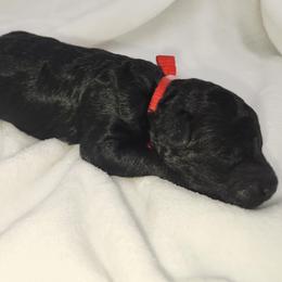 Red - Black male Goldendoodle puppy in Webster, New York from Sacred Heart Doodles