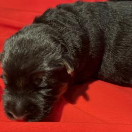 Boy 3 - male German Shepherd puppy in Yorkville, Illinois from Vom Archbold Haus World Class German Shepherds
