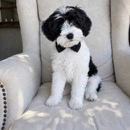 Subby - Parti male Miniature Schnauzer puppy in Phoenix, Arizona from Abi Hallows