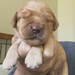 Mulligan - Apricot male Australian Labradoodle puppy in Chuluota, Florida from Delano Australian Labradoodles