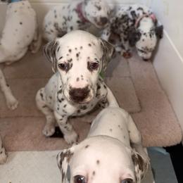Boy 2 green - White and liver brown male Dalmatian puppy in Miami, Florida from Soflo Dalmatians