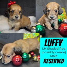 Luffy - Red male Dachshund puppy in Denham Springs, Louisiana from Rockin’ with Dachshunds