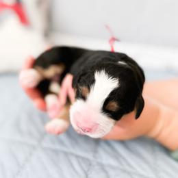 Bernedoodle, Goldendoodle, and Poodle Puppies from Teddy Doodles & Standard Poodles
