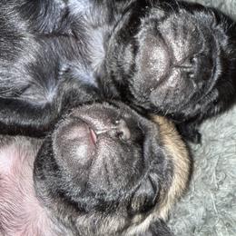 FAWN MALE - Fawn male Pug puppy in Saugus, Massachusetts from Pug Puppies of Boston