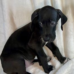 Blue - Black male Great Dane puppy in Aspers, Pennsylvania from Elja Danes