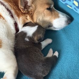 Pembroke Welsh Corgi Puppies from Legacy Woods Christmas Trees and Corgis