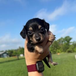 MWF4 - Black and tan female Dachshund puppy in Carthage, Texas from Rafter C Ranch Doxies