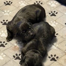 Girl 3 - female Cane Corso puppy in Scott County, Tennessee from Nuovo Inizi Kennels
