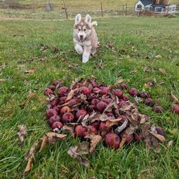 Siberian Husky Puppies from Wyant Farms