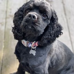 Ace - Cocker Spaniel