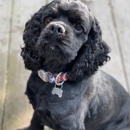 Ace - Cocker Spaniel