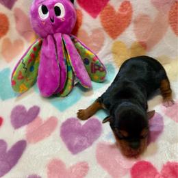 Darling Lucy - Black and tan female Yorkshire Terrier puppy in Paris, Tennessee from Nolan’s Yorkie Farm