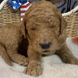 Boy 5 - Chocolate male Goldendoodle puppy in Clermont, Florida from Da Ruba Doodles