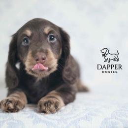 Venture - Chocolate and tan male Dachshund puppy in Brooksville, Florida from Dapper Doxies