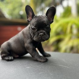 Tony - Black French Bulldog puppy in Florida from Dade Fire Frenchies