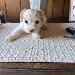 Winston - Apricot and white male Cavachon puppy in Kerrville, Texas from Blount pups