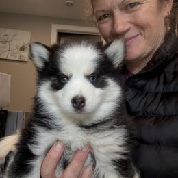 Girl 3 - Black and white female Pomsky puppy in Scandinavia, Wisconsin from Bonnie’s Little Fluffys