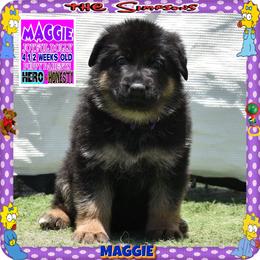 MAGGIE PURE SWEETNESS - Black and red female German Shepherd puppy in Murrieta, California from Diamond Oaks German Shepherds