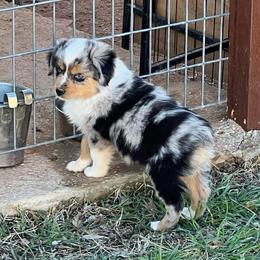 Leaf - Blue merle male Toy Australian Shepherd puppy in Nocona, Texas from Rafter O Toy Aussies and Mini Heelers