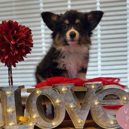 Jo Harvelle (Fluffy) - Black and tan female Pembroke Welsh Corgi puppy in Olathe, Colorado from Rocking LJ Breeding