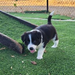 Night - Black and white male Border Collie puppy in Morgan, Texas from Shooting Star Ranch