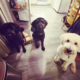 Goldendoodle and Poodle All Grown Up from Colorful Creations Doodles and Poodles