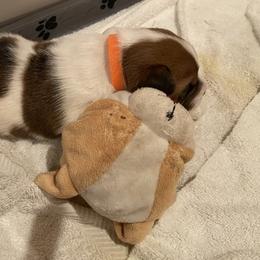 Golden Retriever and Jack Russell Terrier Puppies from Shelby Burleson's Golden Retrievers and Jack Russell Terriers