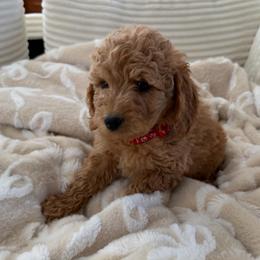 Tulle - Cream female Goldendoodle puppy in Payson, Utah from Country Sky Doodles