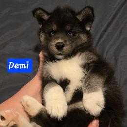 Demi - Agouti and white female Siberian Husky puppy in Meridian, Mississippi from JJ's Huskies
