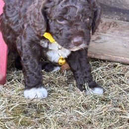 Yellow - Brown female Lagotto Romagnolo puppy in Alsea, Oregon from Stan and Merrie's Lagotto Romagnolo