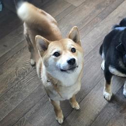 Shiba Inu puppies from Diamonds In The Ruff Boston Terriers