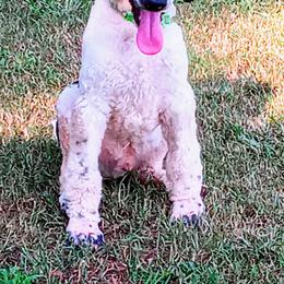 Poodle Puppies from Reeves Family Standard Poodles