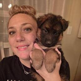 Selene Champagne Celeste Elite Von Haus (Yellow Collar) - Black and red female German Shepherd puppy in Grants Pass, Oregon from Elite Von Haus German Shepherds