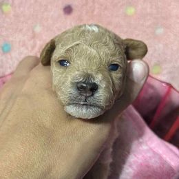 Poodles from Darlynda May