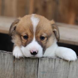 Rex - Sable male Pembroke Welsh Corgi puppy in Butte Meadows, California from Julia's Pembroke Welsh Corgis