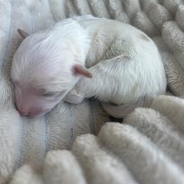 White Collar - Gold female Havapoo puppy in Powder Springs, Georgia from West Cobb Dogs